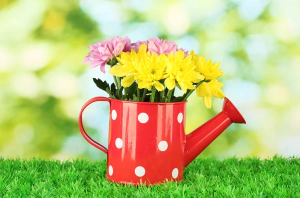 Colorful chrysanthemums in red watering can with white polka dot on green background — Stock Photo, Image