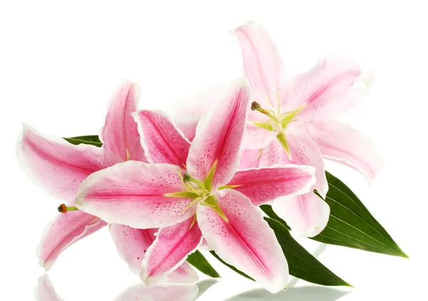 Krásná růžová lilie, izolovaná na bílém — Stock fotografie