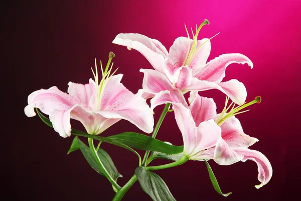 Beautiful lily, on pink background — Stock Photo, Image