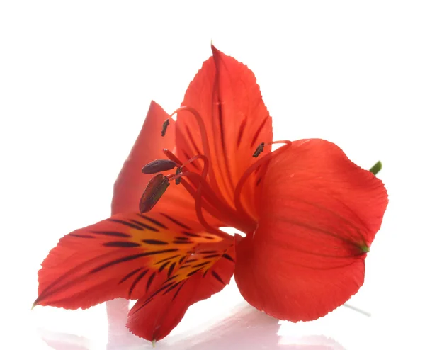 Beyaz izole alstroemeria kırmızı çiçek — Stok fotoğraf
