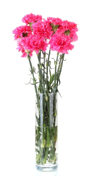Krásné růžové karafiáty v skleněná váza izolované na bílém — Stock fotografie