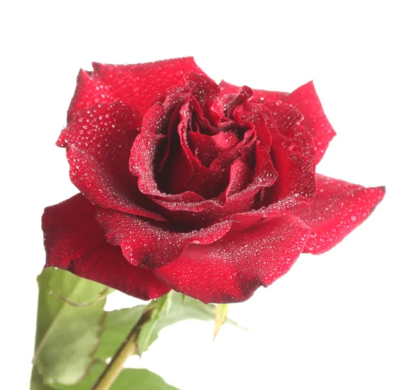 Mooie rode roos met druppels geïsoleerd op wit — Stockfoto