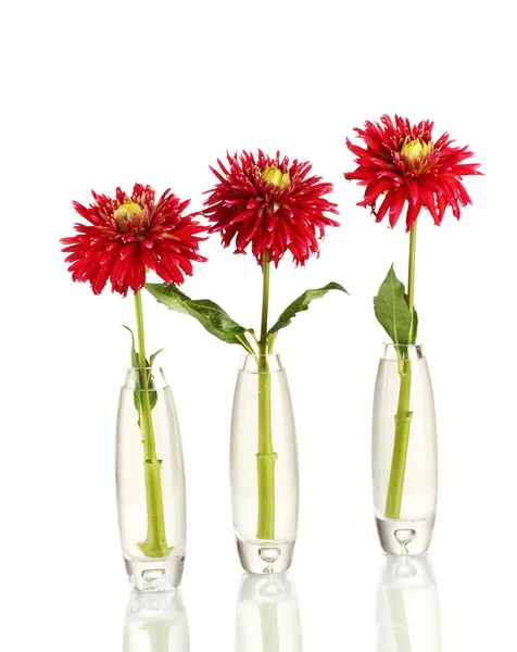 Beautiful red dahlias in vases isolated on white — Stock Photo, Image