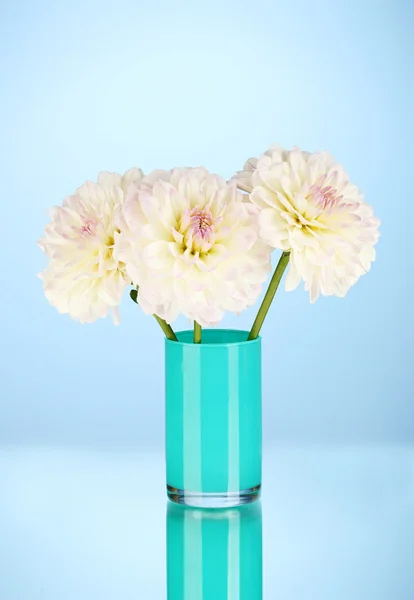 Dálias brancas bonitas em vaso azul no fundo azul close-up — Fotografia de Stock