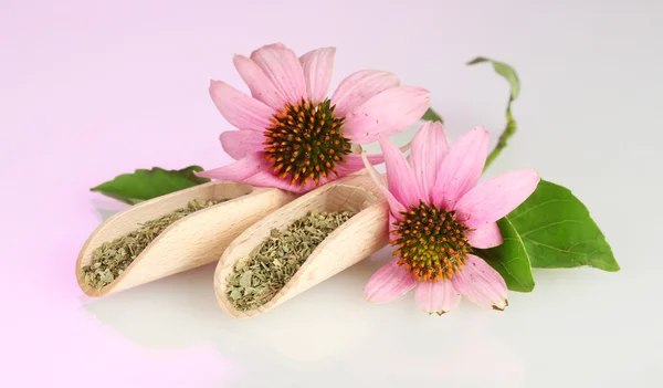 stock image Purple echinacea flowers and dried herbs on pink background