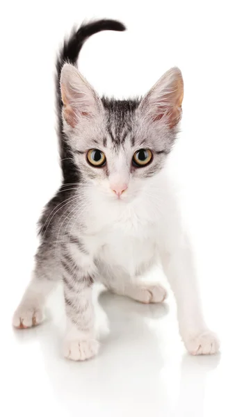 Mały kociak szarych na białym tle — Zdjęcie stockowe