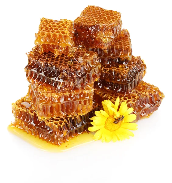 Сладкие соты с медом, пчелы на цветке, изолированные на белом — стоковое фото