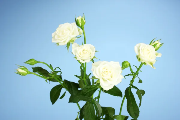 Schöne weiße Rosen auf blauem Hintergrund in Nahaufnahme — Stockfoto
