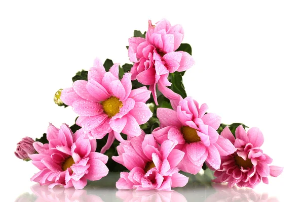 Branch of beautiful pink chrysanthemums on white background close-up — Stock Photo, Image