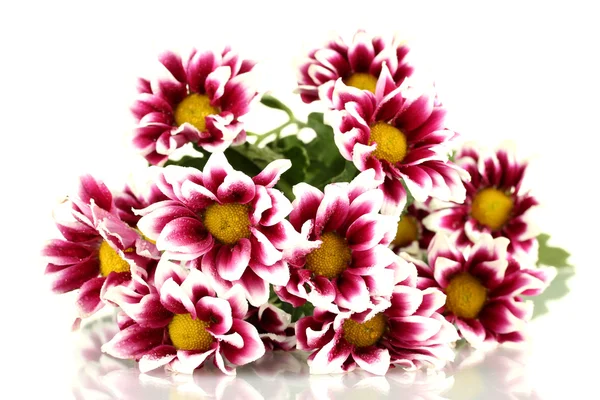 Branch of beautiful purple chrysanthemums on white background close-up