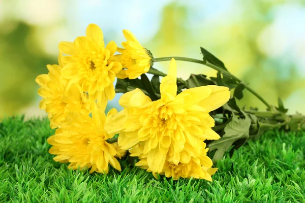 Větev krásné chryzantémy na jasně zeleném pozadí close-up — Stock fotografie