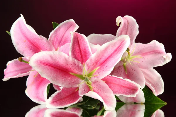 Vackra lily, på rosa bakgrund — Stockfoto