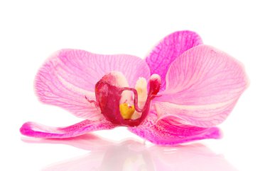 Beautiful orchid flower isolated on white clipart