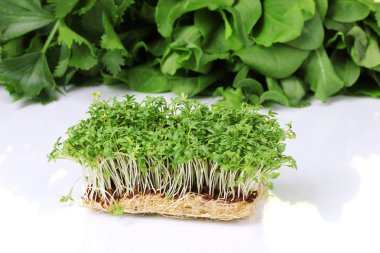 Fresh cress salad on table clipart