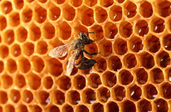 Yellow beautiful honeycomb with honey and bee, background — Stock Photo, Image