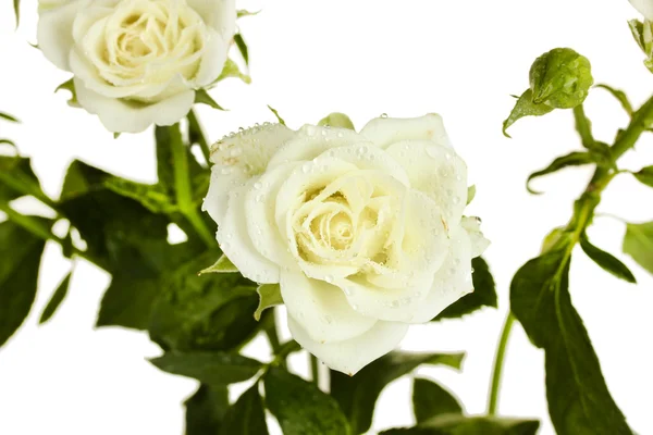 Schöne weiße Rosen auf weißem Hintergrund in Nahaufnahme — Stockfoto