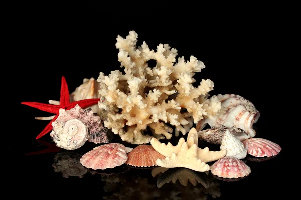 Морские кораллы с оболочками, изолированными на черном — стоковое фото