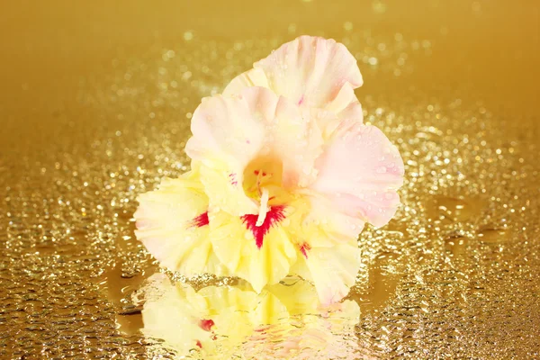 Beautiful bud of yellow-pink gladiolus on golden background close-up — Stock Photo, Image