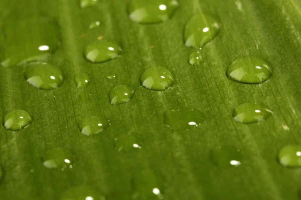 Красивий зелений лист з краплями води крупним планом — стокове фото