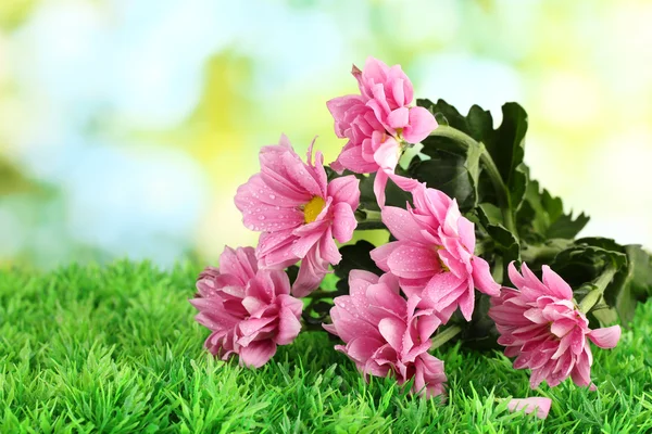 Parlak yeşil arka planda güzel kasımpatı dalları — Stok fotoğraf