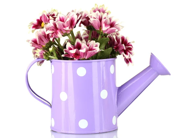 Kleurrijke chrysanten in violet gieter met witte polka dot geïsoleerd op wit — Stockfoto