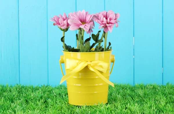 蓝色篱笆衬托下的一个色彩艳丽的水桶里，盛满了美丽的菊花 — 图库照片