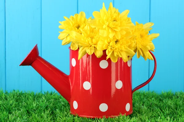 Colorful chrysanthemums in red watering can with white polka dot on blue fence background — Stock Photo, Image