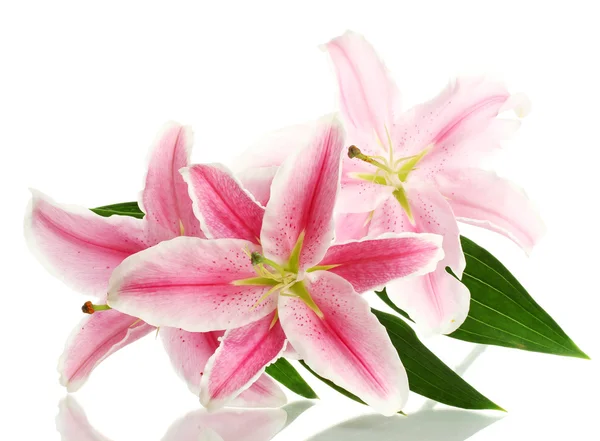 Schöne rosa Lilie, isoliert auf weiß — Stockfoto