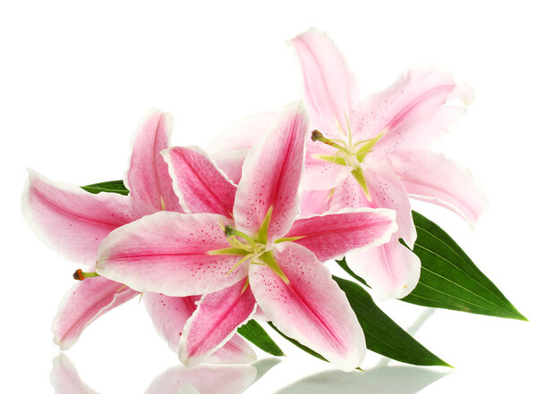 Beautiful pink lily, isolated on white