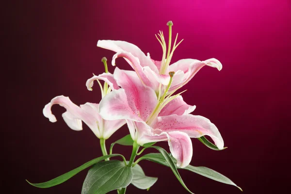 Krásná lily, na růžovém pozadí — Stock fotografie