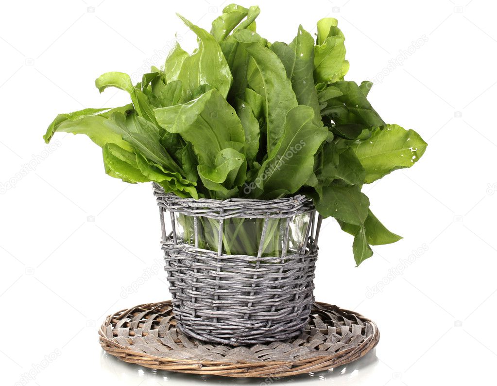 Fresh sorrel in wooden pot isolated on white