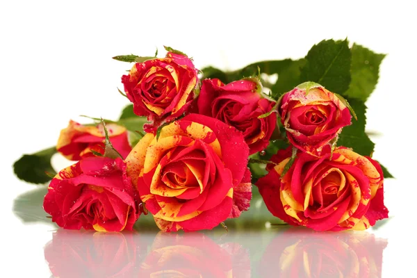 Beautiful red-yellow roses on white background close-up — Stock Photo, Image