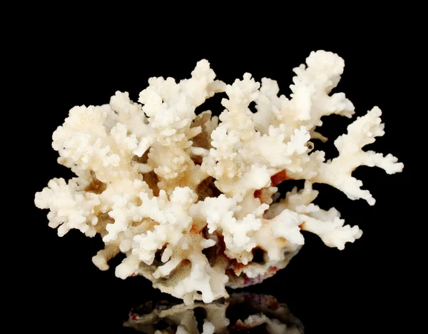 Corallo marino isolato su fondo nero — Foto Stock