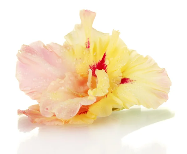 Mooie bud van geel-roze gladiolen geïsoleerd op witte close-up — Stockfoto