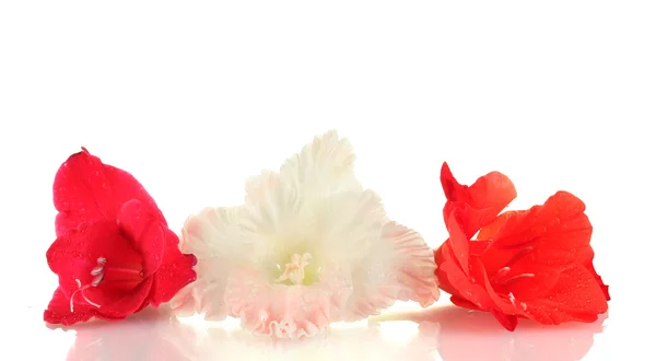 Mooie toppen van kleurrijke gladiolen geïsoleerd op witte close-up — Stockfoto