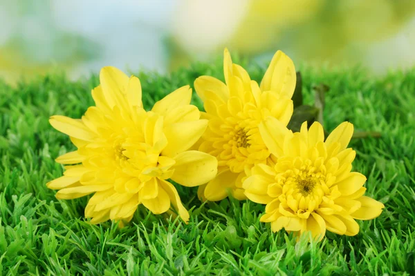 Toppen van gele chrysanten op het groene gras close-up — Stockfoto