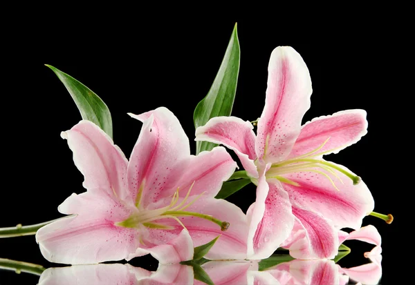 Hermoso lirio rosa, sobre fondo negro — Foto de Stock