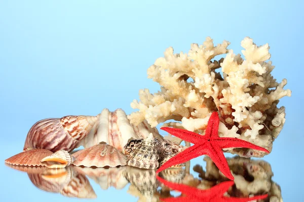 Zee koraal met schelpen op blauwe achtergrond close-up — Stockfoto