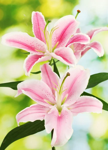 Krásné růžové lilie, na zeleném pozadí — Stock fotografie