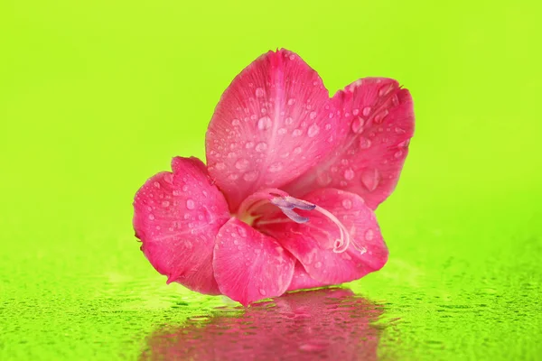 Hermoso brote de gladiolo rosa sobre fondo verde de cerca — Foto de Stock
