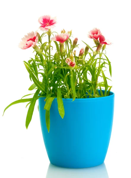 Carnation flowers in flowerpot isolated on white — Stock Photo, Image