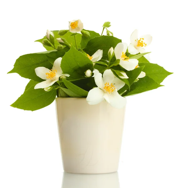 白で隔離される花瓶に美しいのジャスミンの花 — ストック写真