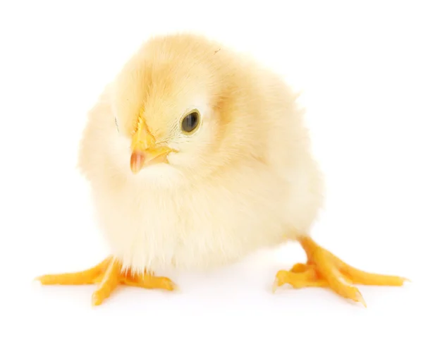 Bellissimo piccolo pollo isolato sul bianco — Foto Stock