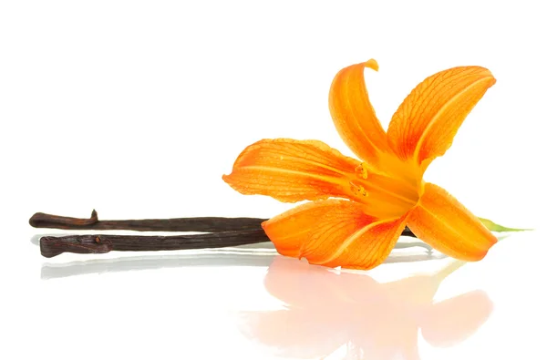 Vanilkové lusky s květem izolované na bílém — Stock fotografie