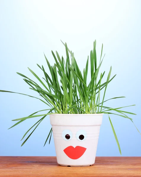 A pot of grass on blue background — Stock Photo, Image