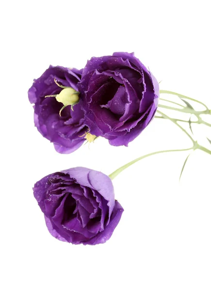 Purple eustoma on white background — Stok fotoğraf