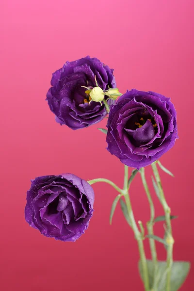 Eustomes violets sur fond rose — Photo