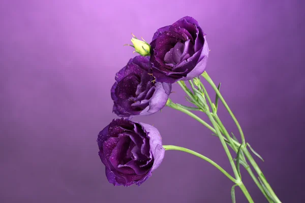 Eustoma púrpura sobre fondo violeta — Foto de Stock