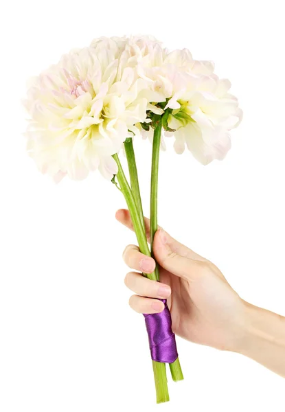 Main de femme tenant un bouquet de dahlias blanches sur fond blanc gros plan — Photo
