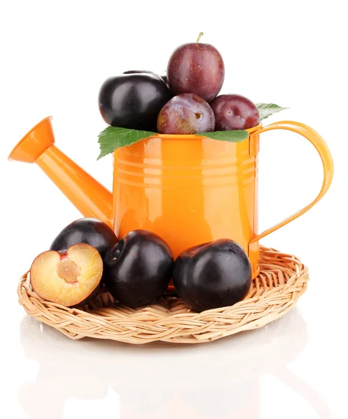 Rip plums in watering can on the wicker cradle isolated on white — Stock Photo, Image